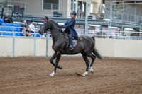 2020 - AB Morgan Horse - Fri, Sept 04 - 06974