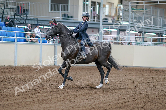 2020 - AB Morgan Horse - Fri, Sept 04 - 06974