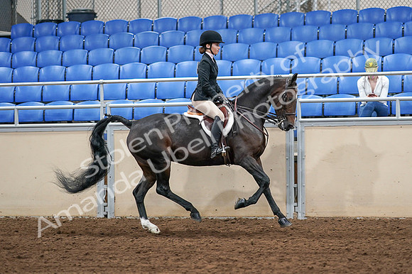 2020 - AB Morgan Horse - Fri, Sept 04 - 02118