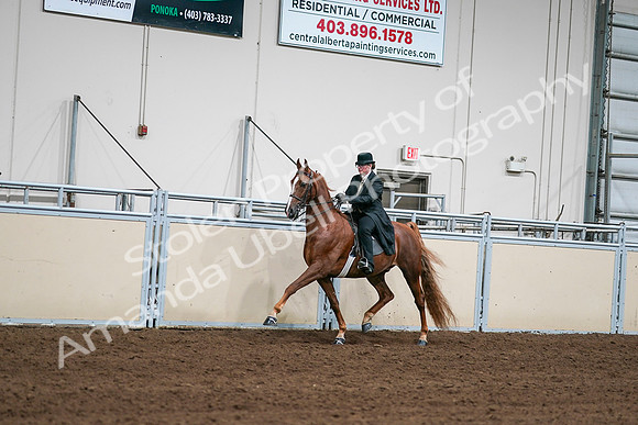 2020 - AB Morgan Horse - Sat, Sept 05 - 08028