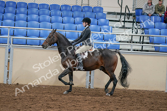 2020 - AB Morgan Horse - Sat, Sept 05 - 14387