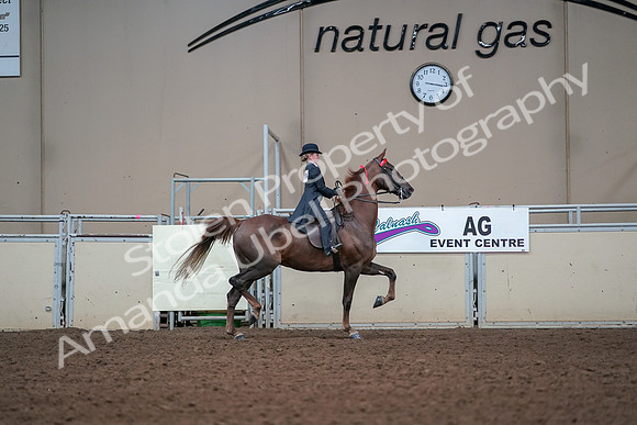 2019 Morgan Horse Show - Aug 30, 2019 - 17987