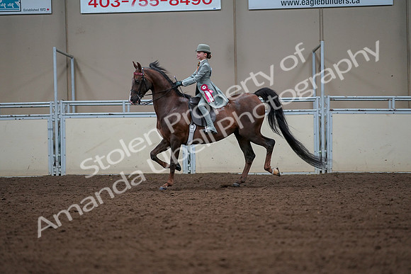 2019 Morgan Horse Show - Aug 30, 2019 - 18245