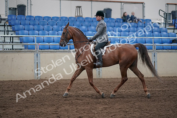 2019 Morgan Horse Show - Sept 01, 2019 - 12167