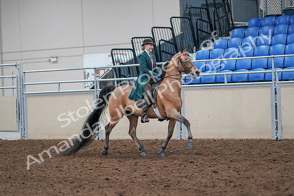 2020 - AB Morgan Horse - Sat, Sept 05 - 13861