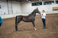 2020 - AB Morgan Horse - Sat, Sept 05 - 00633