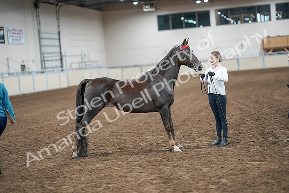 2020 - AB Morgan Horse - Sat, Sept 05 - 00633