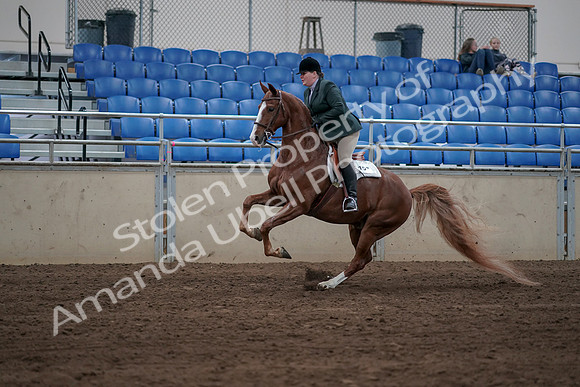 2019 Morgan Horse Show - Sept 01, 2019 - 12269