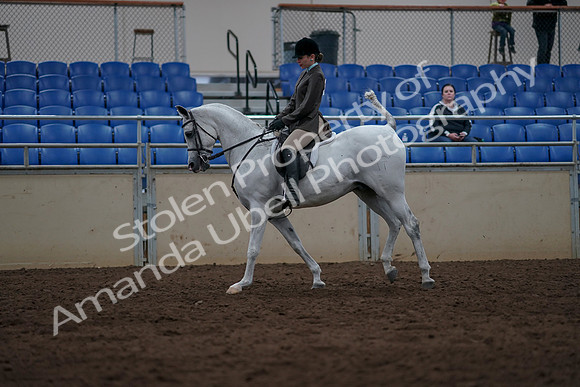 2019 Morgan Horse Show - Sept 01, 2019 - 08646
