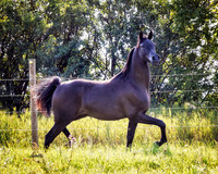 Arabians - 179