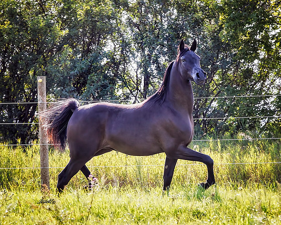 Arabians - 179