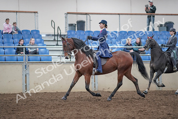 2019 Morgan Horse Show - Aug 31, 2019 - 09373