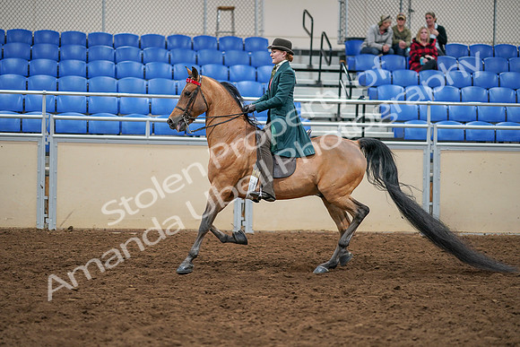 2020 - AB Morgan Horse - Sat, Sept 05 - 13782