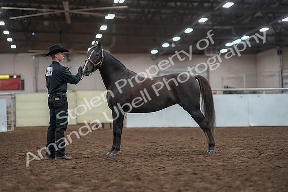 2019 Morgan Horse Show - Aug 31, 2019 - 02039