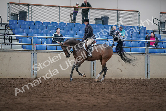 2019 Morgan Horse Show - Sept 01, 2019 - 08648