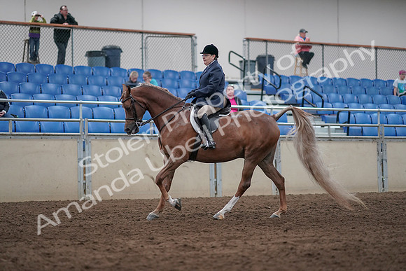 2019 Morgan Horse Show - Sept 01, 2019 - 08728