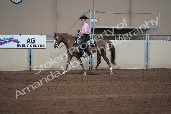2019 Morgan Horse Show - Sept 01, 2019 - 06897