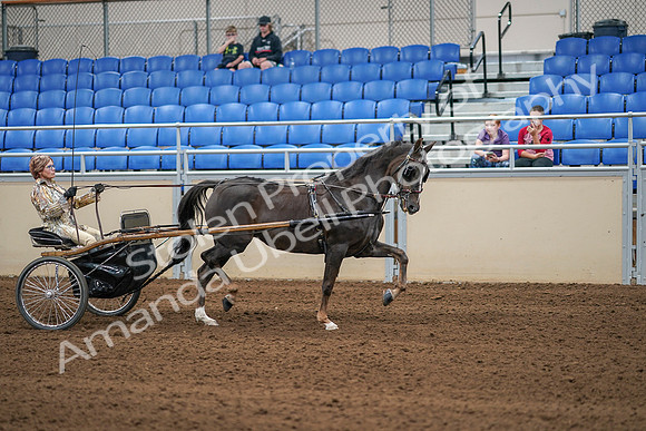 2020 - AB Morgan Horse - Sat, Sept 05 - 05951