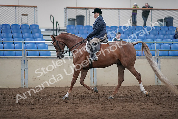 2019 Morgan Horse Show - Sept 01, 2019 - 08609