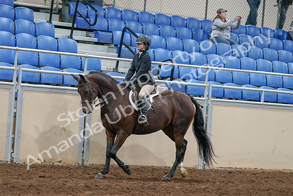 2020 - AB Morgan Horse - Sat, Sept 05 - 14397