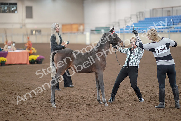 2019 Morgan Horse Show - Aug 30, 2019 - 24891