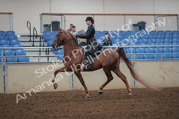2019 Morgan Horse Show - Aug 30, 2019 - 25134