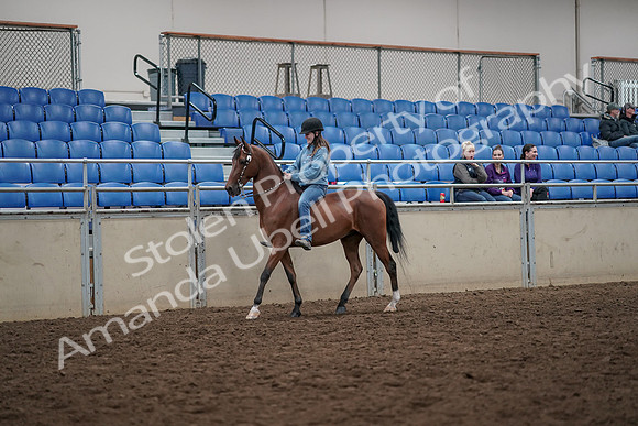 2019 Morgan Horse Show - Aug 30, 2019 - 31089