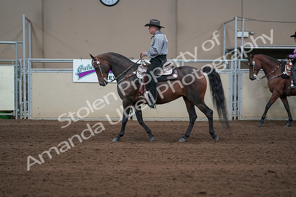 2019 Morgan Horse Show - Sept 01, 2019 - 06867