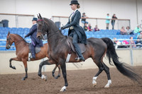 2019 Morgan Horse Show - Aug 31, 2019 - 08477