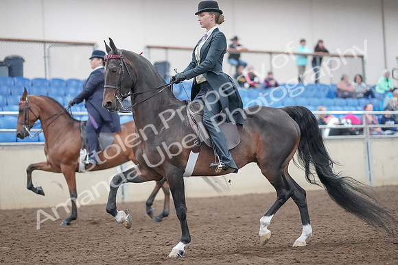2019 Morgan Horse Show - Aug 31, 2019 - 08477