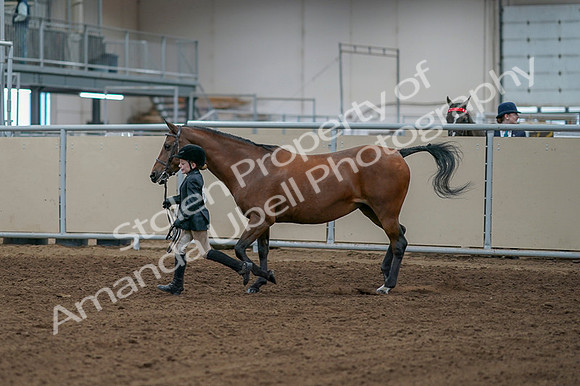 2020 - AB Morgan Horse - Fri, Sept 04 - 00747
