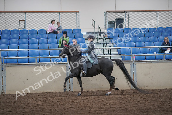 2019 Morgan Horse Show - Aug 31, 2019 - 09440