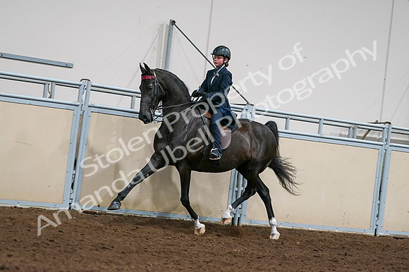 2020 - AB Morgan Horse - Fri, Sept 04 - 03217