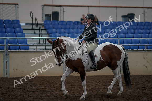 2019 Morgan Horse Show - Aug 30, 2019 - 31202