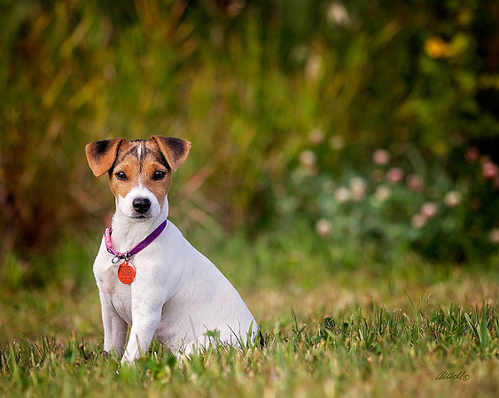 Dixie - Sept 10 2015 - 1334