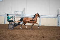2020 - AB Morgan Horse - Sat, Sept 05 - 12463