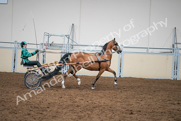 2020 - AB Morgan Horse - Sat, Sept 05 - 12463