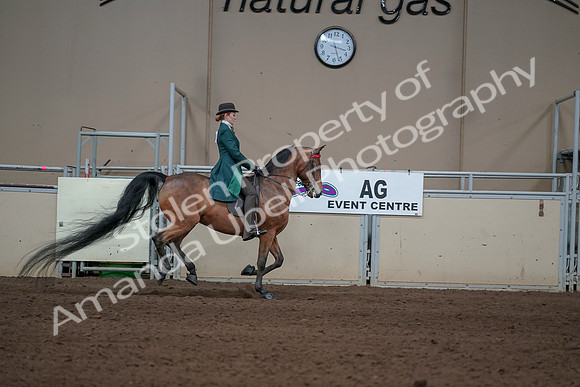 2019 Morgan Horse Show - Sept 01, 2019 - 13387