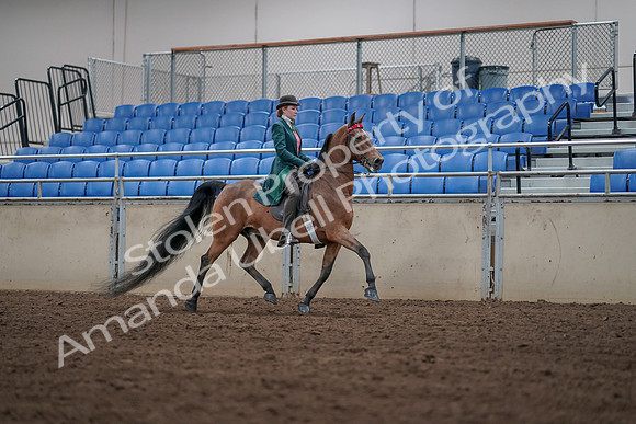2019 Morgan Horse Show - Sept 01, 2019 - 13347
