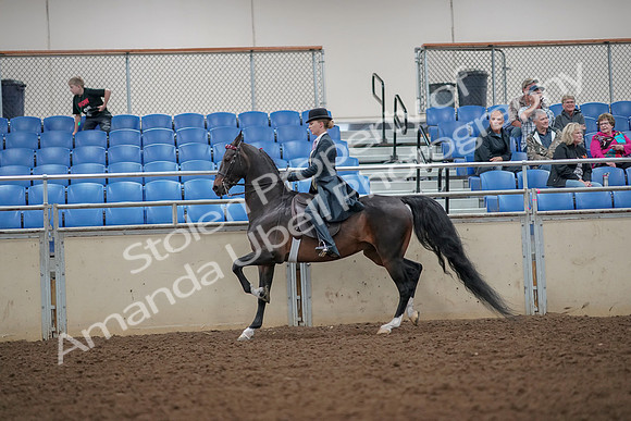 2019 Morgan Horse Show - Aug 30, 2019 - 25106