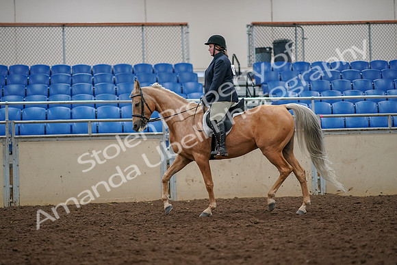 2019 Morgan Horse Show - Aug 30, 2019 - 22291