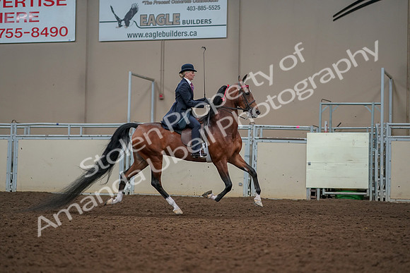 2019 Morgan Horse Show - Aug 30, 2019 - 25295