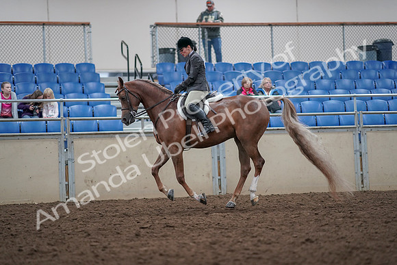 2019 Morgan Horse Show - Aug 31, 2019 - 16053