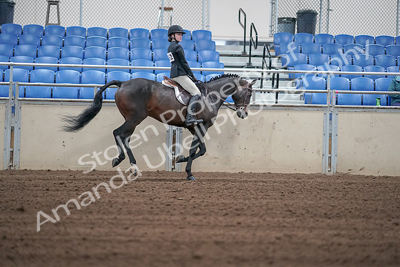 2019 Morgan Horse Show - Sept 01, 2019 - 03899