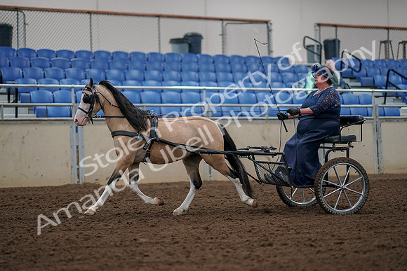 2019 Morgan Horse Show - Aug 30, 2019 - 13207
