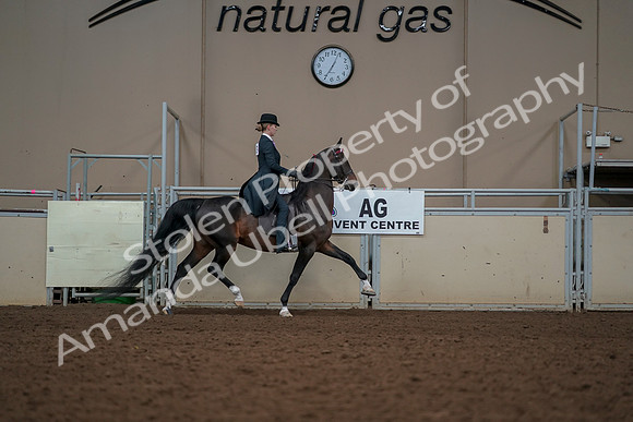 2019 Morgan Horse Show - Aug 30, 2019 - 25268