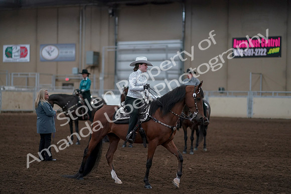 2019 Morgan Horse Show - Sept 01, 2019 - 07256