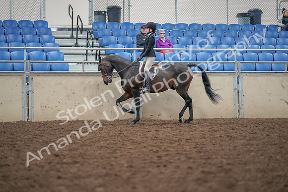 2019 Morgan Horse Show - Aug 30, 2019 - 20309