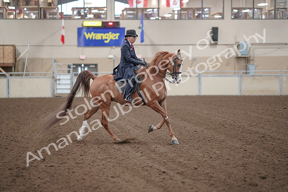 2019 Morgan Horse Show - Sept 01, 2019 - 12073