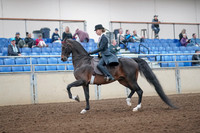 2019 Morgan Horse Show - Aug 31, 2019 - 12191